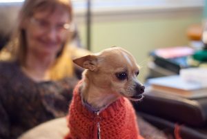 Summer the Chihuahua wears a new sweater Abby made for her this week.