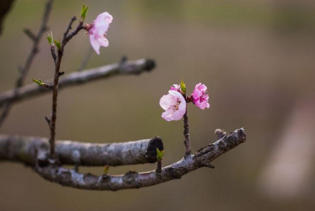 My peach, plum and cherry trees have all started to flower. It is comforting to see something real in our current world of fear.