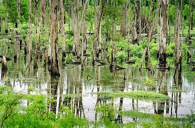 Bayou Pierre, Northwestern Louisiana