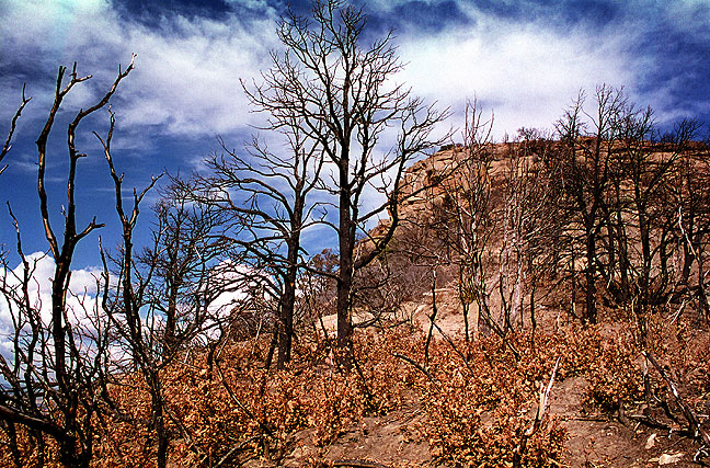 Wildfire damage along the Knife Edge formation, Mesa Verde