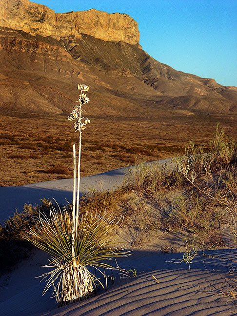 Mountains and a yucca are visible in this image at the gypsum dunes of Guadalupe Mountains National Park.