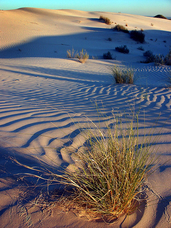 A tuft of grass catches the light as it matures on the gypsum dunes.