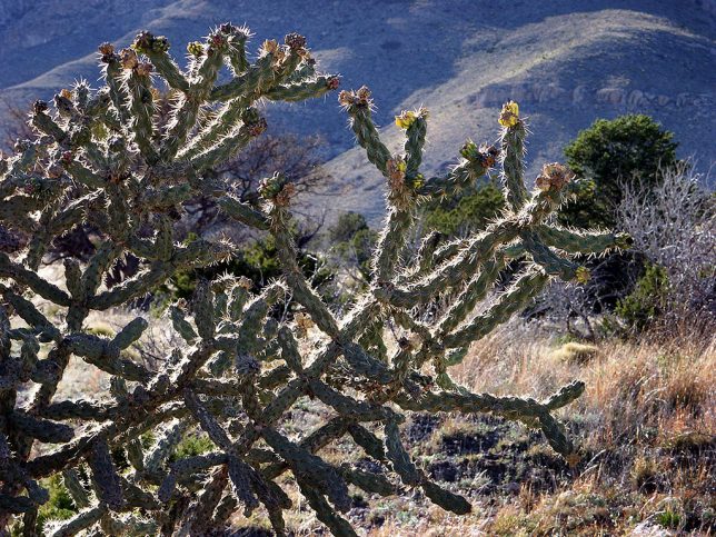 Cactus line the Smith Spring trail, one of the shortest and easiest hikes at Guadalupe Mountains.