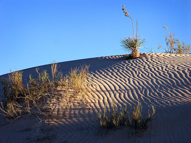 The gypsum dunes at Guadalupe Mountains National Park take on evening light.