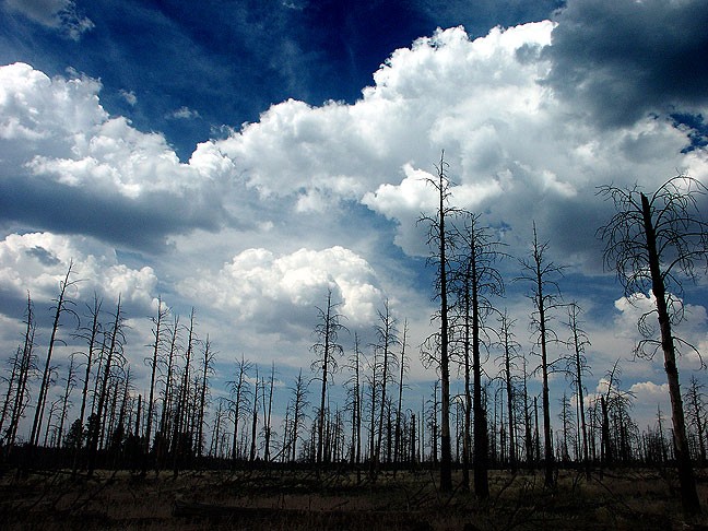 Some areas of Arizona's Kaibab National Forest were eerily bleak from fire damage.