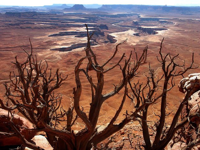A dead tree stands watch at Green River Overlook at Canyonlands National Park.