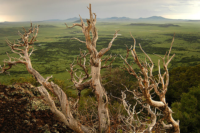 I had photographed this dead tree, at Capulin Volcano National Monument, in 1999, but on this occasion, after a thunderstorm, the light was entirely different.