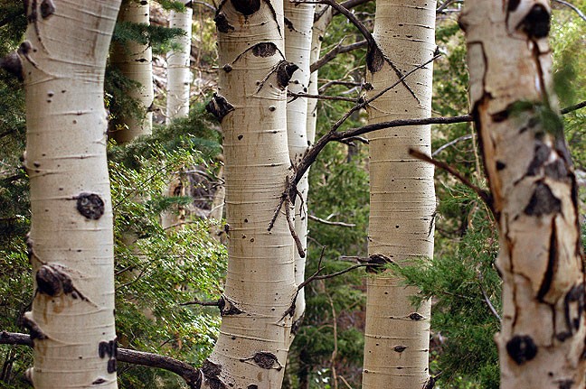 Aspens line the Mosca Pass Trail.