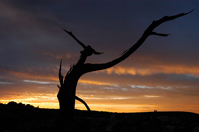 A dead tree stands against a beautiful after-sunset sky near Balanced Rock at Arches.