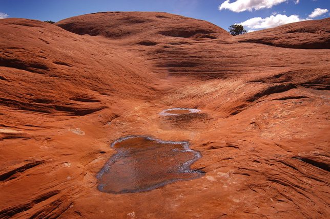 Deep red-tinted slickrock holds a delicate puddle on the Peek-a-Boo trail.