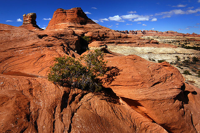 A juniper clings to a crevasse in slickrock on the Peek-a-Boo trail in the Needles district at Canyonlands, with the Needles visible in the distance.