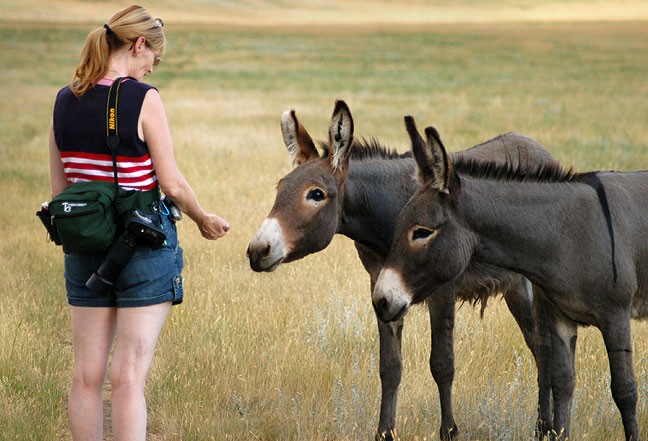 A Custer State Park employee told us about some wild donkeys in the park, and Abby was able to coax them close enough for them to eat out of her hand.