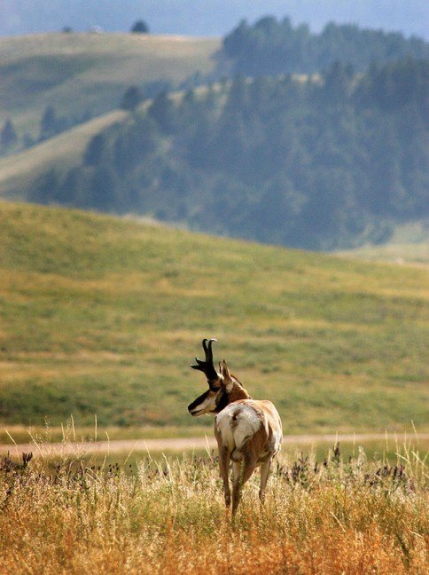 Custer State Park, South Dakota, is noted for its wildlife, like this pronghorn.