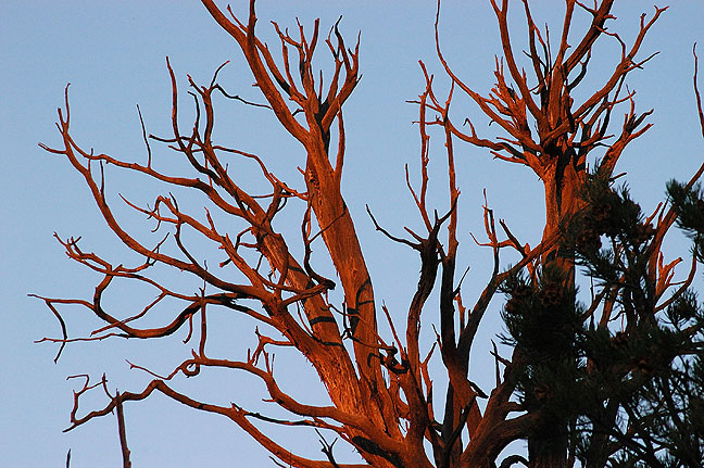 After the golden moment had passed at Square Tower House, and we were walking back to the car, we spotted these red streaks of sunlight on the tops of trees.