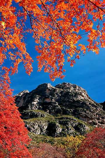 Morning light creates blazing colors on foliage in McKittrick Canyon, Guadalupe Mountains.