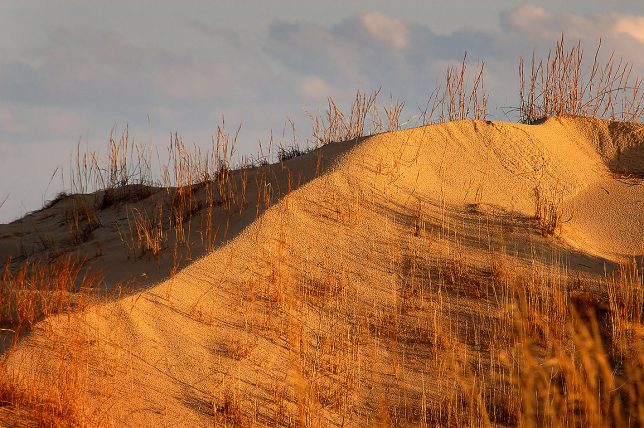 A ridge shines in maturing afternoon light at Monahans Sandhills State Park.