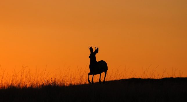 I spotted this animal on the horizon after sunset on the Lathrop trail.