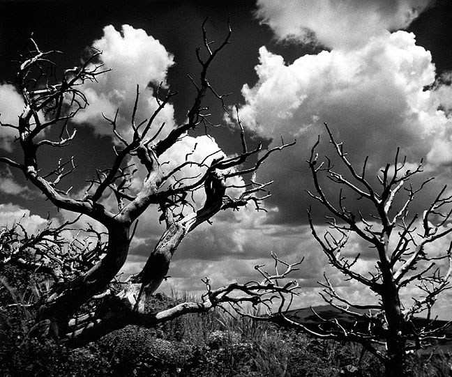 Trees and clouds, Capulin Volcano