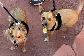 Sierra and Max look up at me as we hike the Fisher Towers trail.