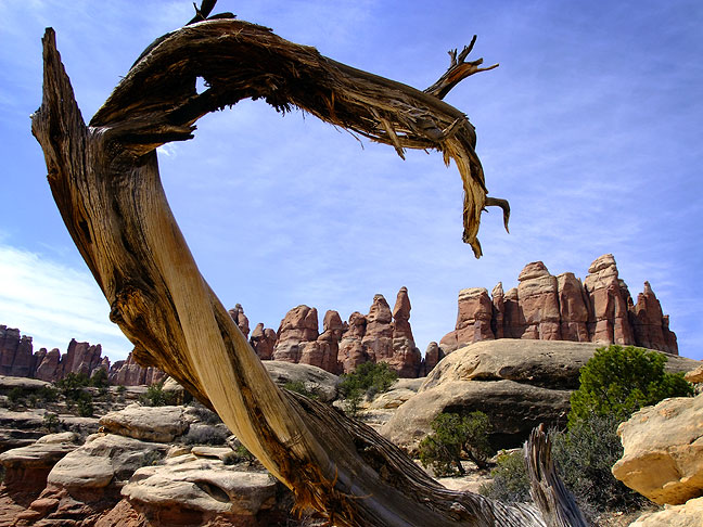 A long-dead tree branch frames pinnacles for which the Needles District is named. This ended up being one of my favorite images from this trip.