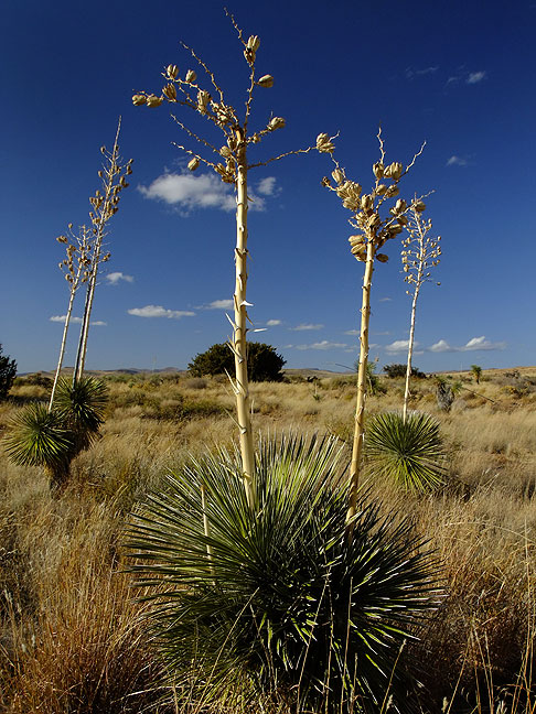 Yucca and sky, City of Rocks State Park, New Mexico; I had this 3.5-mile trail entirely to myself.