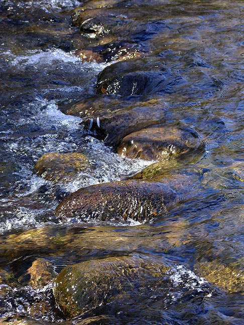 Stream, Gila National Forest, New Mexico; the water was extremely cold.