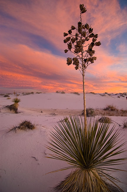 Soaptree yucca in the blue hour light after sunset at White Sands.