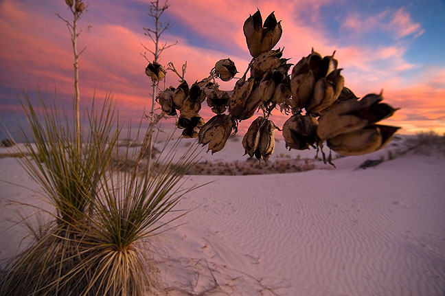 The last blue hour light graces this soaptree yucca at White Sands.