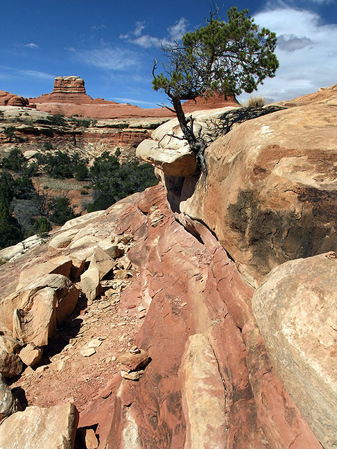 Another example of the "primitive" nature of the hiking at Canyonlands, the trail serpentines down this slickrock slope along ledges that are barely as wide as a boot sole.