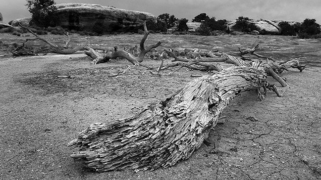 Driftwood and stones on the Pothole Point trail, Needles district, Canyonlands National Park.