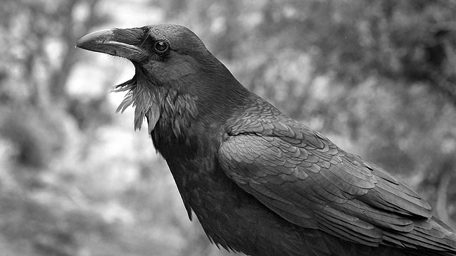 This is one of the ravens we photographed in the cliffs and stones of the Confluence trail head.