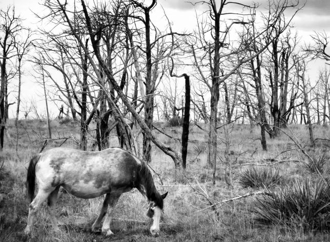 Robert spotted this handsome grey horse amidst the burned forest at Mesa Verde, and we stopped to photograph it.