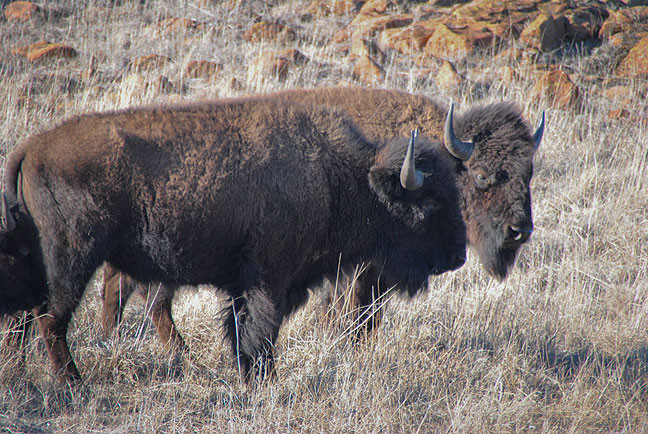 Abby's image of American Bison