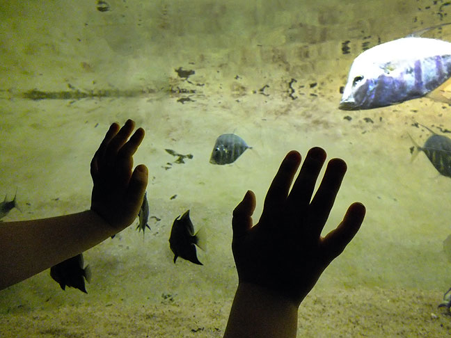 Paul presses his hands on the glass as he watches fish at the National Aquarium.