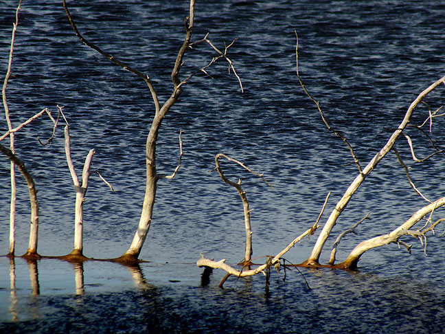Dead trees peak above the waters of French Lake.