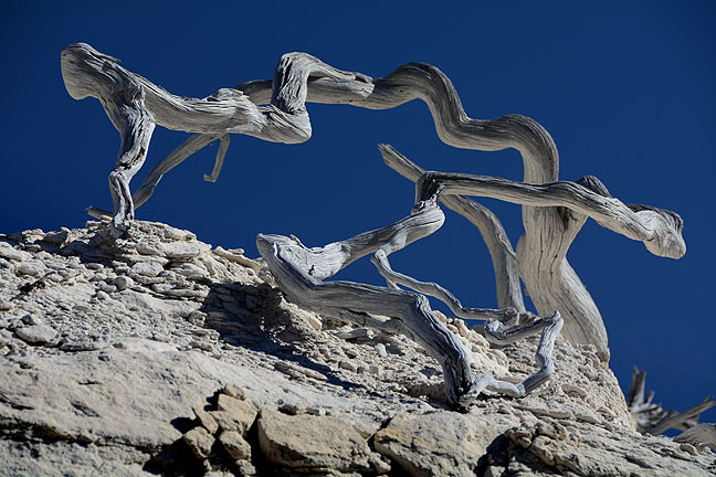 A long-dead tree sits on a bleached cliff face above the wash in which we hiked at Penistaja.