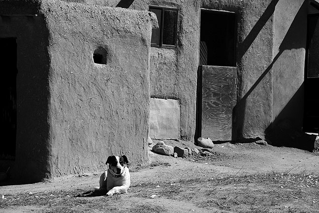 Dogs like this one were a common sight throughout Taos Pueblo.