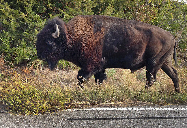My first photo in the Refuge itself was of this handsome adult American Bison who was grazing by the side of the road.