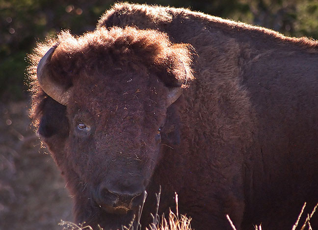 Our travels took us quite close to this mature male American Bison.