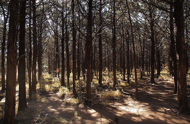 My first stop was the Parallel Forest, a remnant of the CCC. I often visit this site first when I go to the Wichitas, since my route takes me past it first.