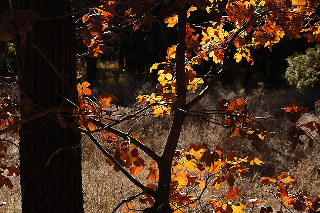 Oaks pick up beautiful autumn light near the Parallel Forest.