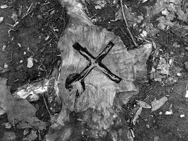 The only thing we could find that seemed symbolic or supernatural in any way was this odd, water-filled cut in a stump.