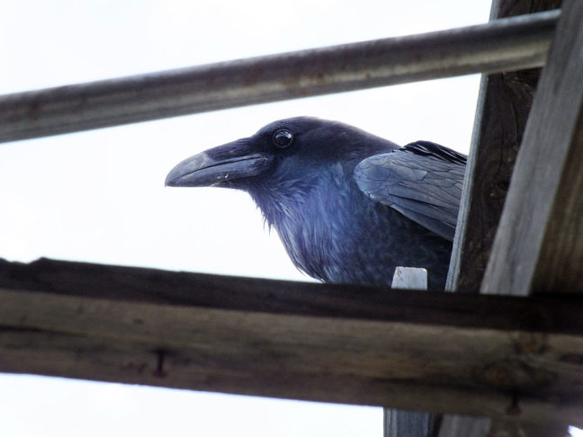 Huge crows had built a giant nest at the Plague Town, and noisily, nervously guarded it.