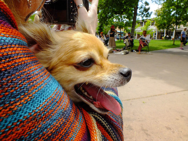 Sierra the Chihuahua enjoys the sights and sounds of The Plaza. Both dogs behaved well and were admire by many visitors.