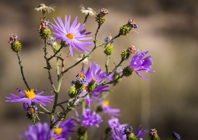 Wildflowers take in clear morning sunshine on the Canyon National Recreation Trail at Bosque del Apache National Wildlife Refuge.
