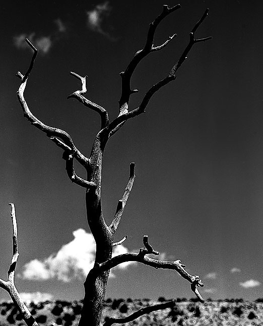 This is a previously unscanned, unprinted image from Villanueva State Park on my 1999 New Mexico photo tour.