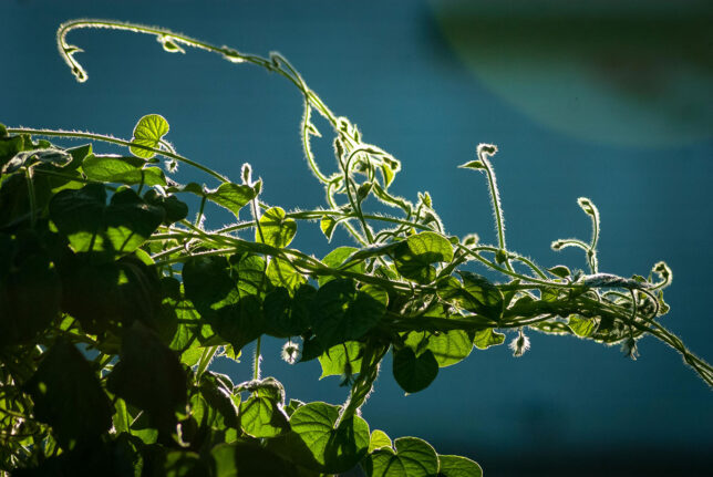 Tangled morning glory vines reach for late afternoon sunshine.