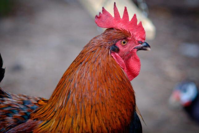 A rooster struts his stuff.
