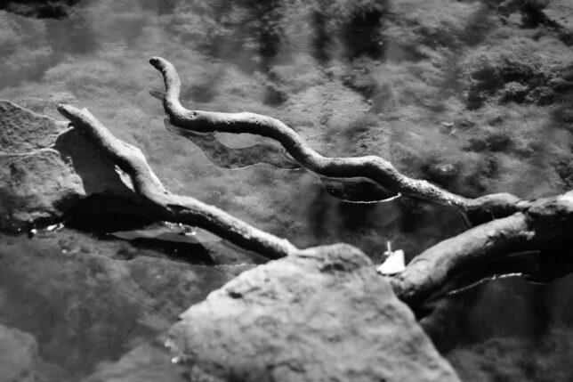 Tree roots mimic snakes in the creek.