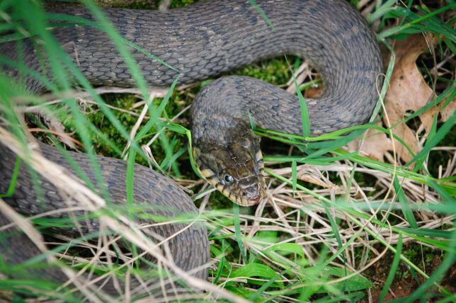 A lot of people are afraid of snakes, but this one, probably a common watersnake, is doing its job controlling the rodent population. I would rather have him in the shed than mice.